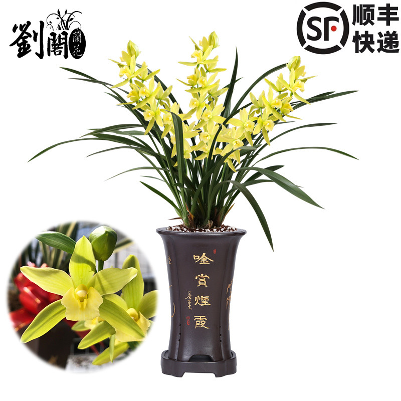 绿植墨兰盆栽好养花卉