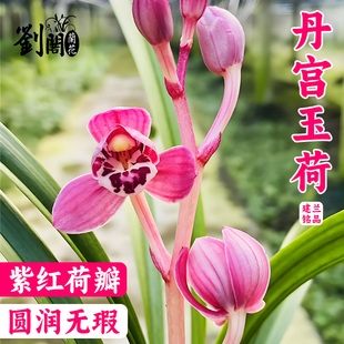 建兰丹宫玉荷正格荷瓣兰花苗 花卉绿植鲜明艺浓香型好养室内盆栽