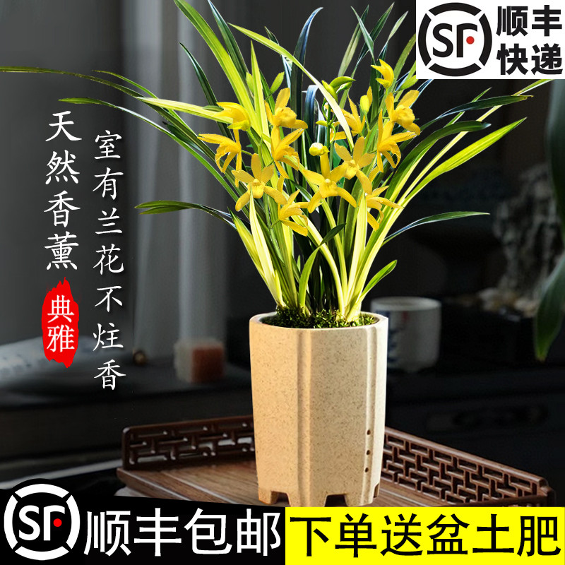 好养易活送盆兰花苗盆栽