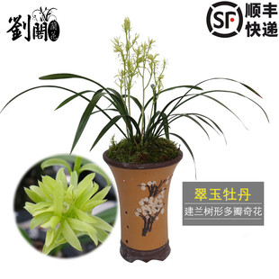 四季 刘阁兰花 现带花苞出售 建兰传统铭品 兰奇花盆景苗 翠玉牡丹