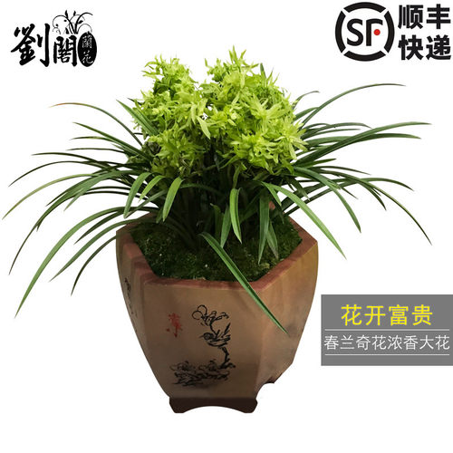 春兰盆栽好养花卉花开富贵