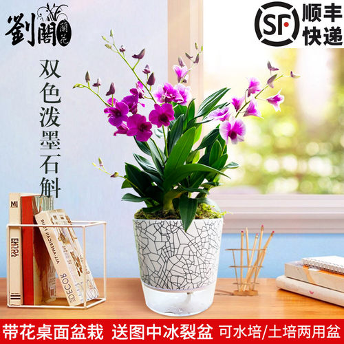 好养活带花苞石斛兰室内书房送盆