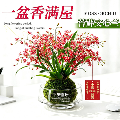 香水梦香文心兰带花苞盆栽