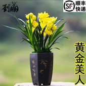 黄金美人 刘阁兰花苗 建兰超香兰花 夏带花苞浓香大花朵花卉盆栽