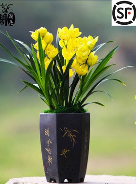 刘阁兰花苗 建兰超香兰花 黄金美人 夏带花苞浓香大花朵花卉盆栽