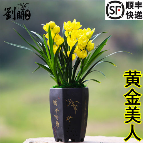 超香建兰建兰超香兰花黄金美人