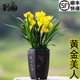夏带花苞浓香大花朵花卉盆栽 黄金美人 刘阁兰花苗 建兰超香兰花