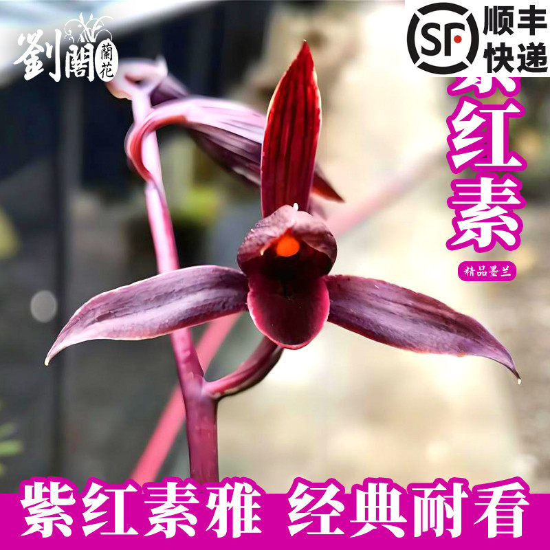 紫红素花期长久赏花无忧