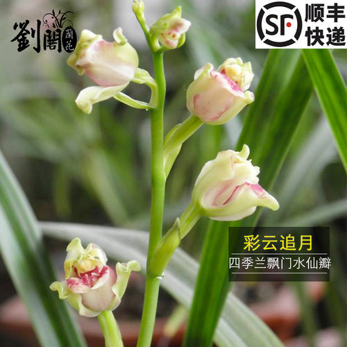 建兰水仙名贵盆栽花卉阳台