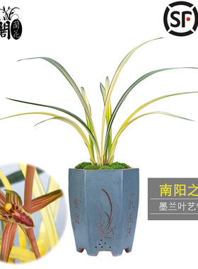 刘阁兰花苗 南阳之松 墨兰铭品中透金黄色叶艺绿植物室内盆栽阳台