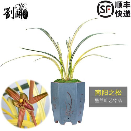 刘阁兰花南阳墨兰绿植室内盆栽