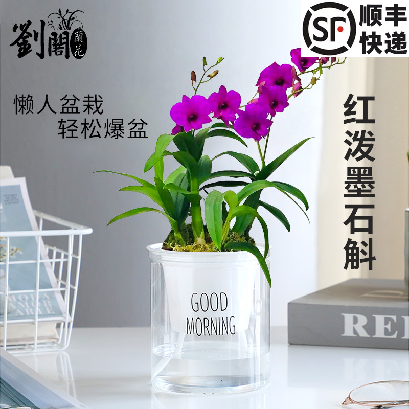 刘阁兰花苗泼墨石斛桌面绿植