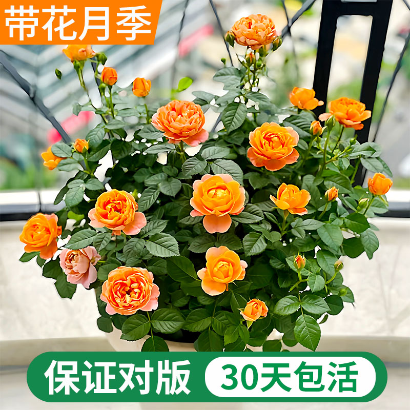 月季花果汁阳台花卉绿植庭院植物