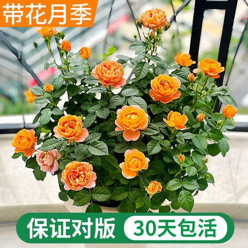果汁阳台月季庭院植物带花苞