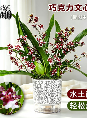 刘阁香水梦香巧克力文心兰现带花盆栽兰花卉绿植物水培室内好养