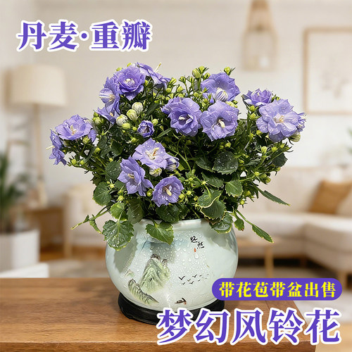 丹麦风铃花盆栽带多花苞重瓣梦露