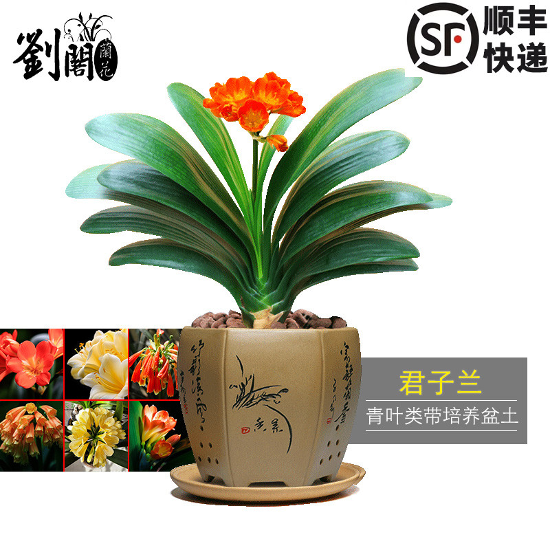 刘阁兰花青叶办公室内精品绿植