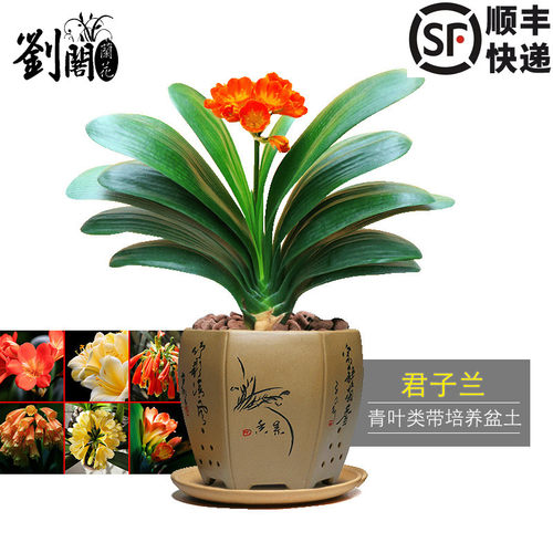 刘阁兰花青叶办公室内精品绿植
