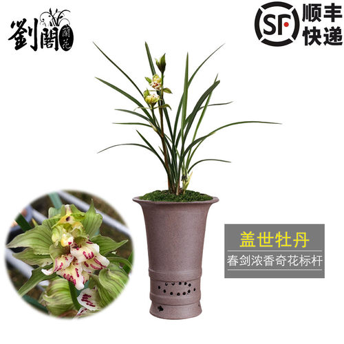 春剑奇花牡丹现带浓香花苞
