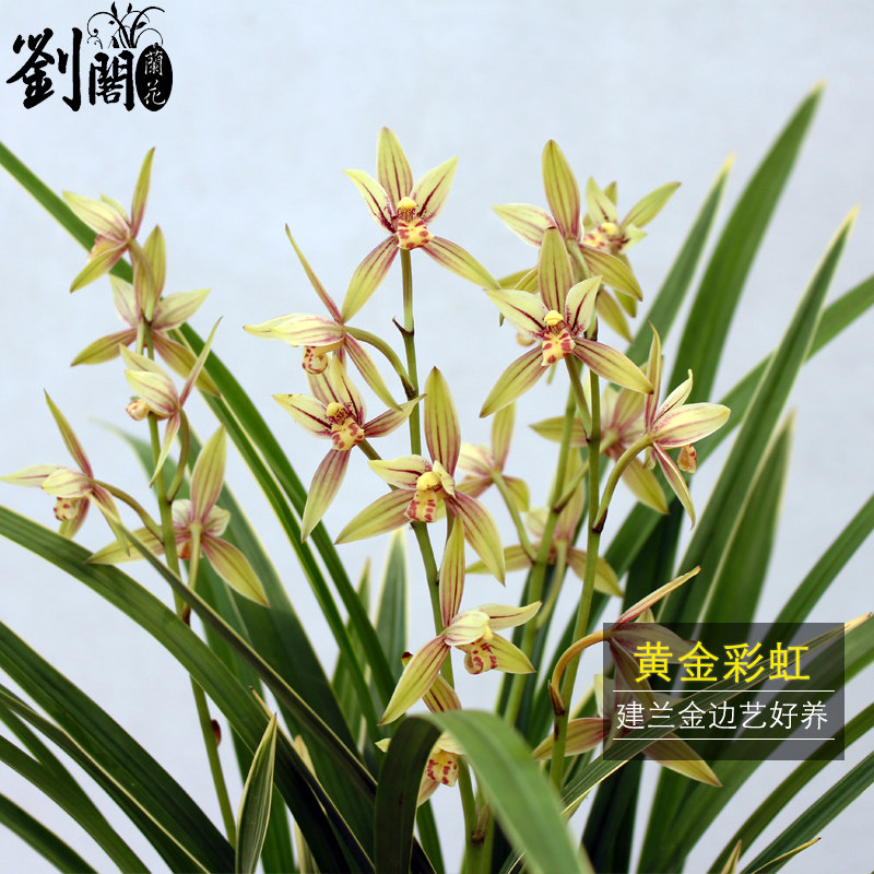 刘阁兰花 金边黄金彩虹 夏带花苞建兰四季兰盆栽客厅花卉植物