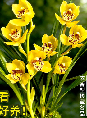 皇帝荷春兰名品盆栽兰花苗 冬带花苞浓香型好养花卉绿植