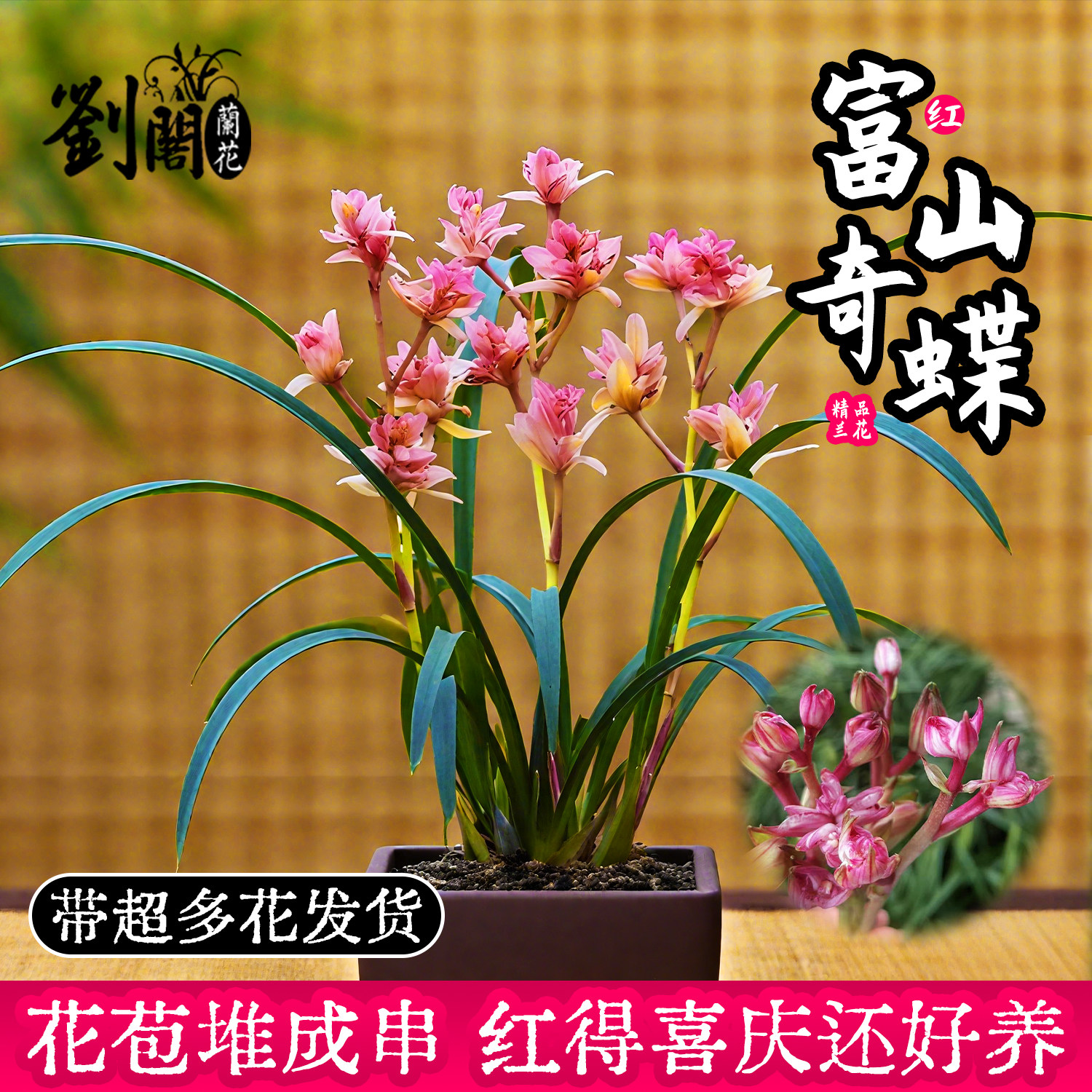 老种红富山奇蝶建兰花苗夏带花苞 浓香室内好养易活花卉绿植盆栽