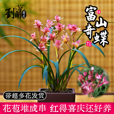 老种红富山奇蝶建兰花苗夏带花苞