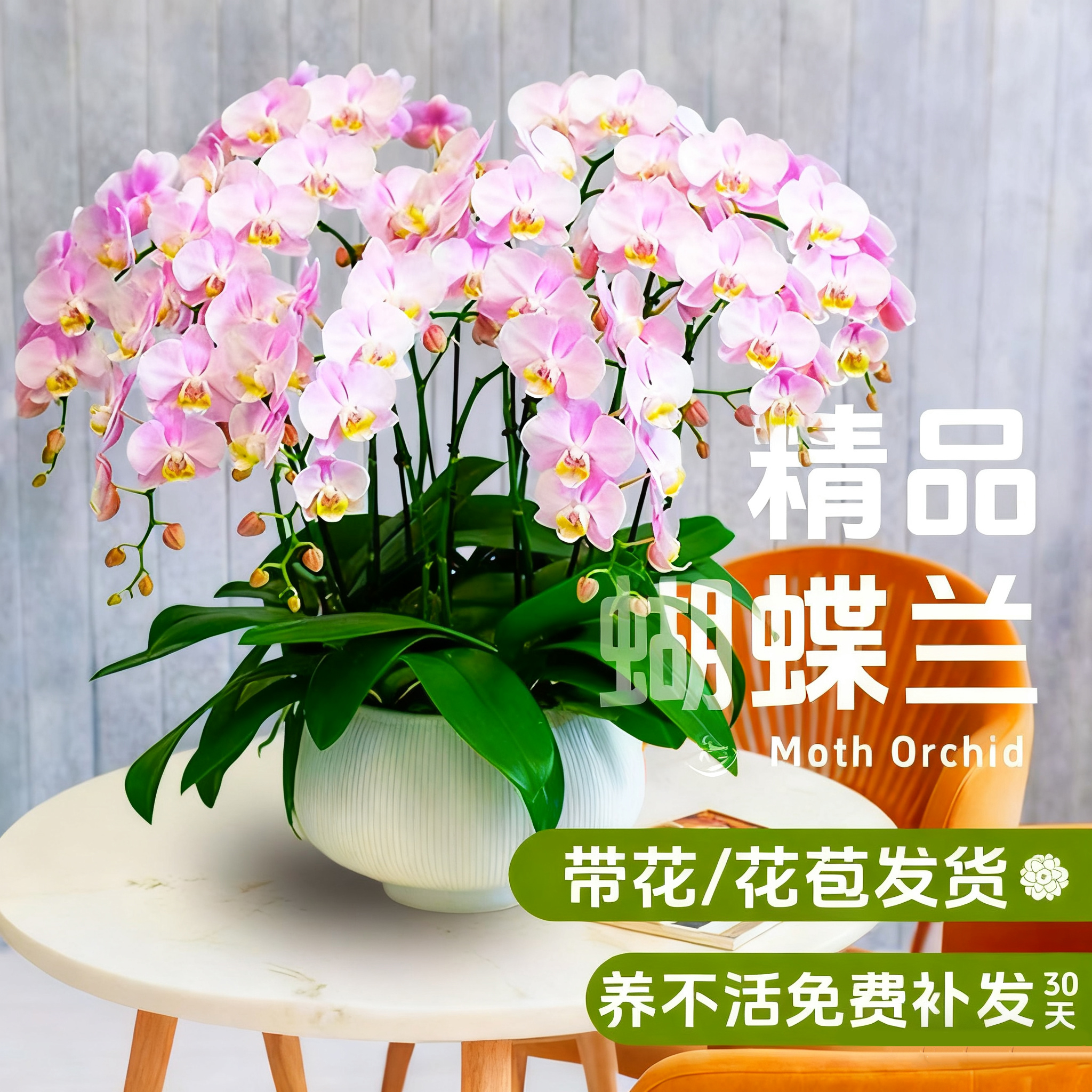 蝴蝶兰花苗带花剑带花苞盆栽兰花大苗客厅高级阳台花卉全年好养活