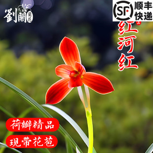 兰花盆栽植物室内春兰红河红花苞浓香型好养阳台客厅名贵兰花苗