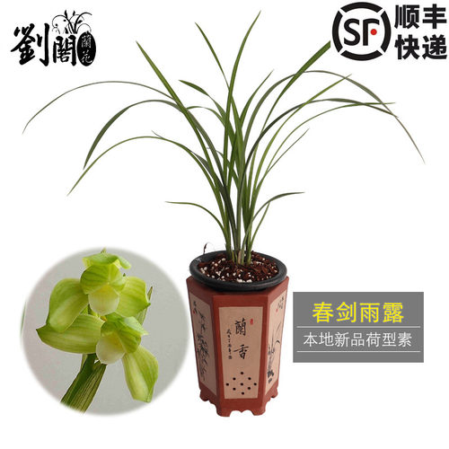 素心兰花卉苗绿植盆栽新品