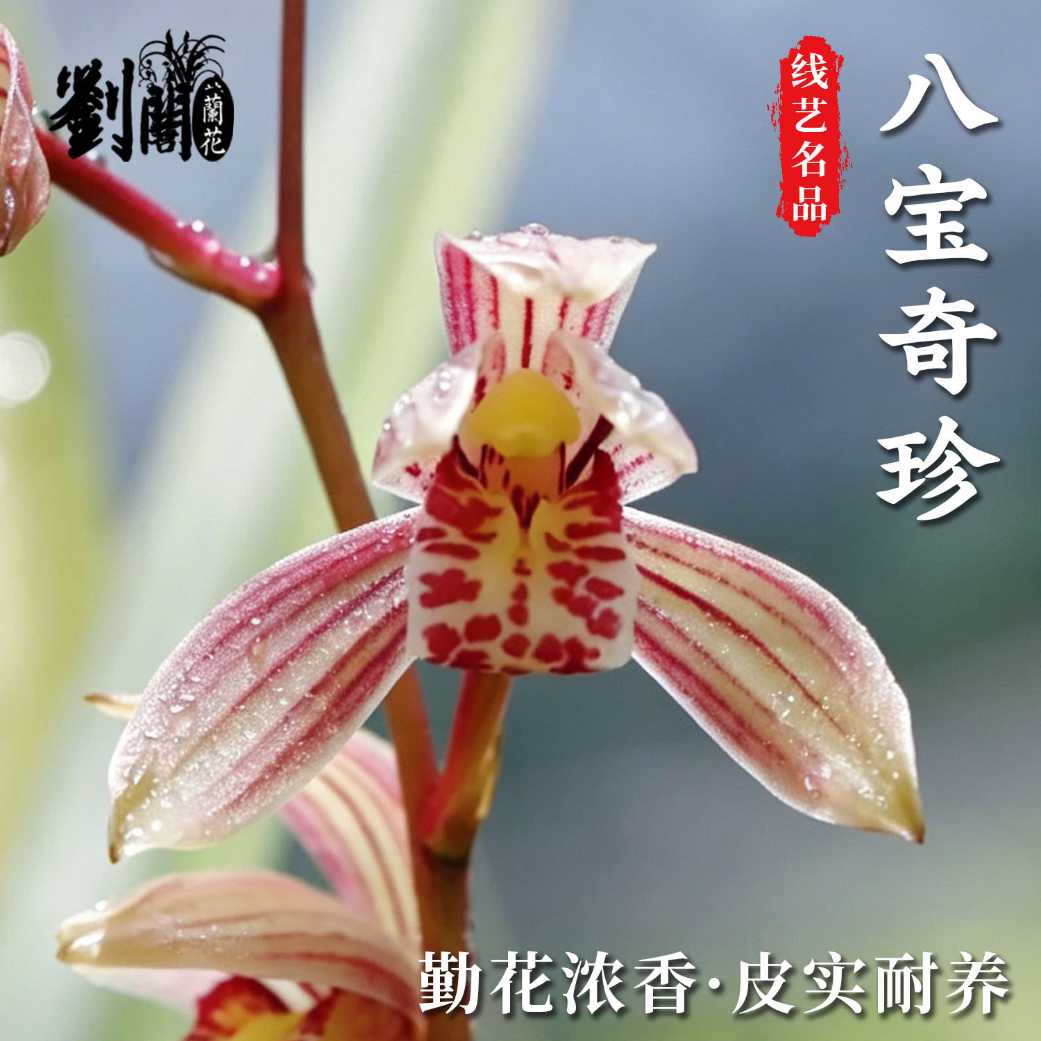 兰花苗八宝奇珍建兰山水画夏带花苞艺草浓香好养绿植花卉盆栽庭院