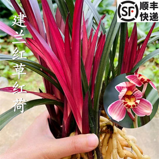 名贵兰花苗建兰红草红荷 夏带花苞出售浓香好养室内客厅花卉绿植