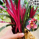 名贵兰花苗建兰红草红荷 夏带花苞出售浓香好养室内客厅花卉绿植