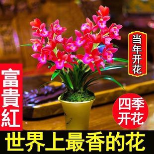 好养建兰花老种四季红富贵夏带花浓香好养室内办公室绿植花卉盆栽