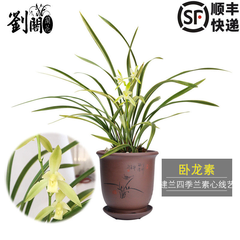 刘阁兰花苗 建兰素花带线艺 卧龙素夏带浓香花苞出售室内花卉盆栽