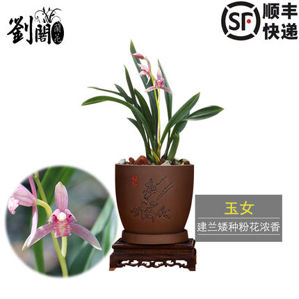 刘阁兰花苗 建兰矮种开粉花 玉女 夏带浓香花苞出售好养花卉盆栽