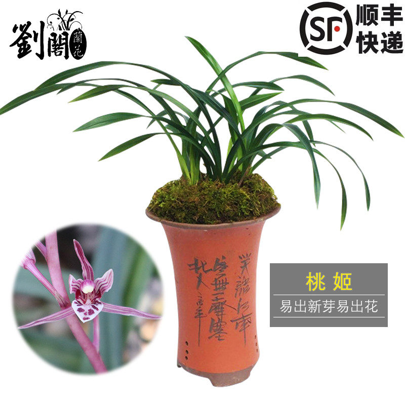 刘阁兰花墨兰报岁兰 桃姬 冬带花苞出售好养兰花苗室内观花卉盆栽