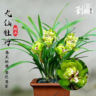 好养花卉绿植盆栽 精品国兰浓香四季 兰花苗春兰九仙牡丹 现带花苞