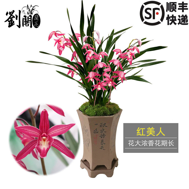 刘阁兰花苗 建兰四季兰 红美人 紫霞仙女 花大浓香 夏带花苞出售