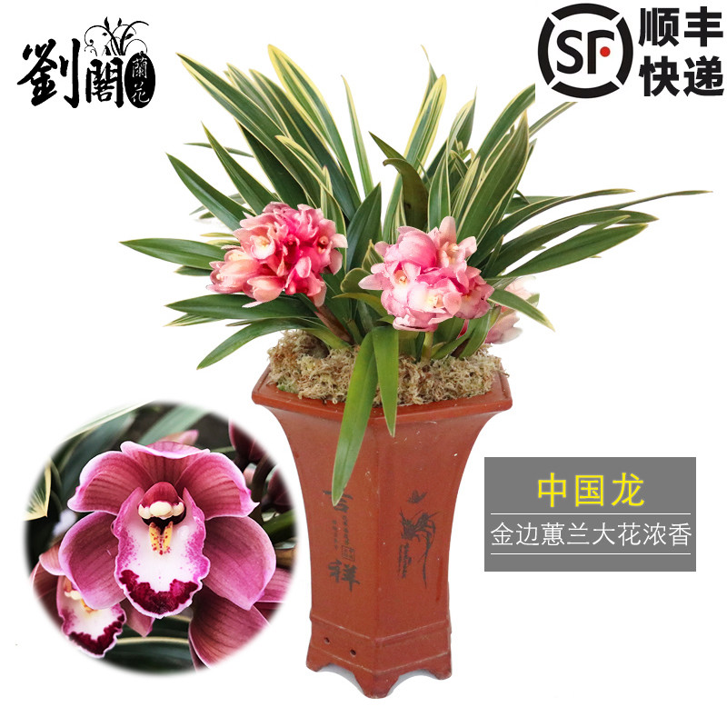 刘阁兰花春节年宵出售蕙兰