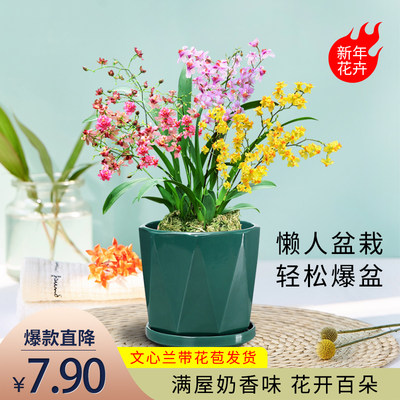 5色文心兰水养现带花苞梦香兰香水味兰花苗浓香花卉盆栽水培植物 虎窝淘