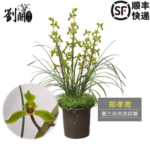 蕙兰荷瓣盆栽好养花卉现带花苞