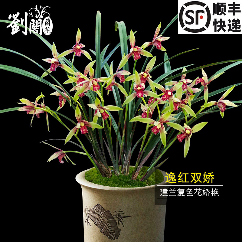 复色带花苞好养易活建兰