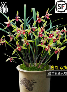 刘阁兰花苗传统建兰名品复色花逸红双娇夏带花苞出售好养易活新手