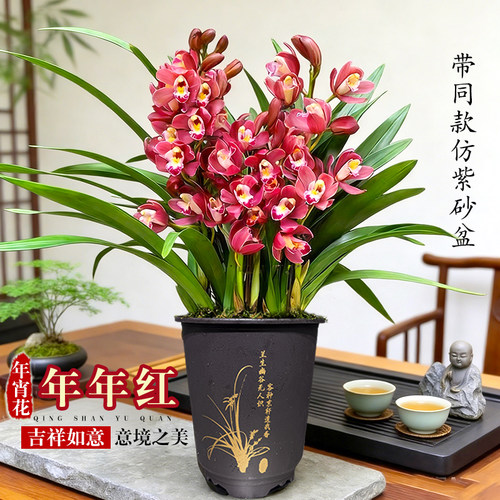 刘阁兰花墨兰年年红新年送礼花卉