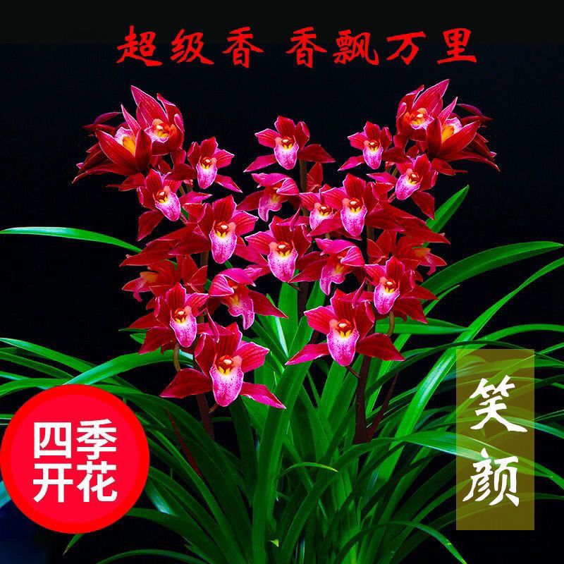 四季兰建兰笑颜夏带花苞开花浓香