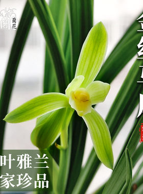 兰花苗金丝马尾老种四季建兰