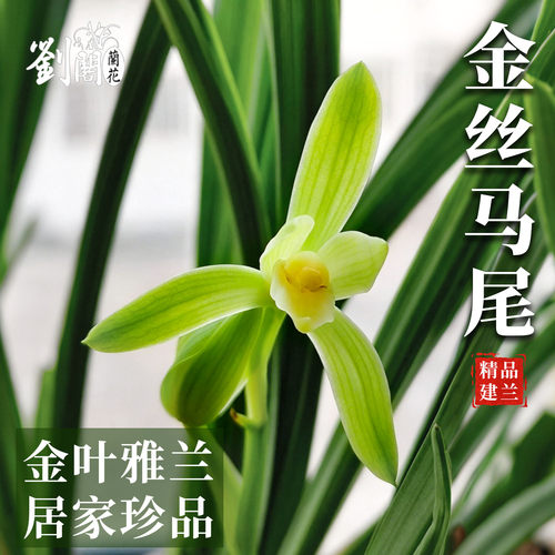 兰花苗金丝马尾老种四季建兰