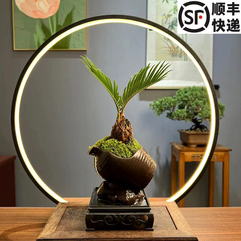 刘阁兰花罗汉松中式绿植