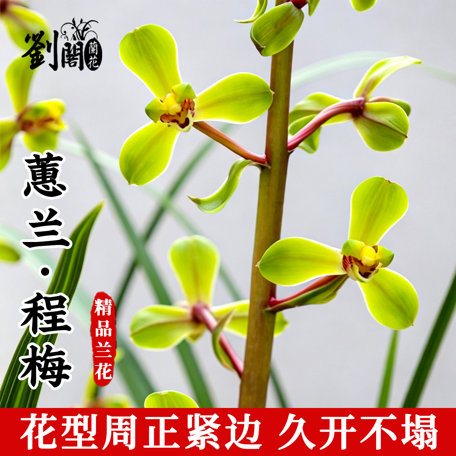 刘阁兰花苗铭品蕙兰程梅老八种 浓香型精品高档盆栽室内绿植花卉